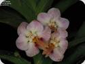 Vanda foetida x Holcoglossum rupestre